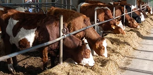 Applications of Level Sensors in Poultry & Cattle Feed