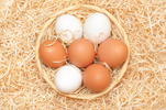 Poultry